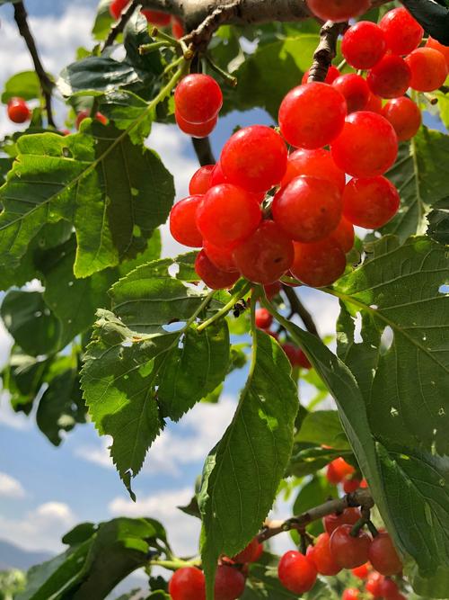 富民赤鹫樱桃之旅,一天140公里