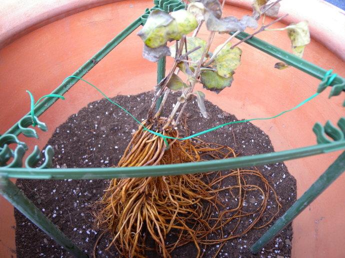 铁线莲的小盆种植方法