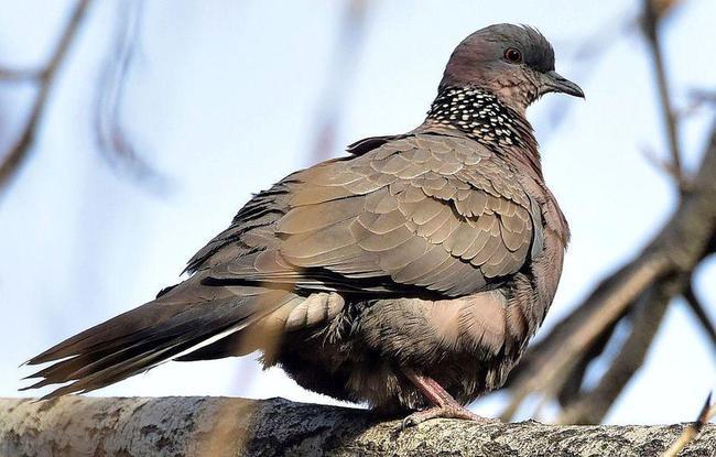 为什么斑鸠只生一个蛋应该怎么办