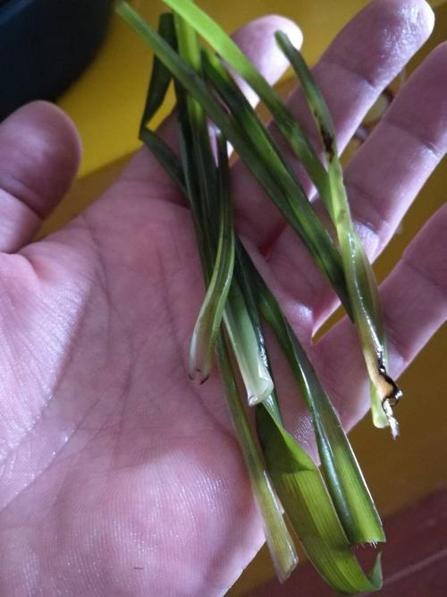 治流鼻血的草不知道叫什么