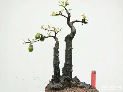 [0起拍]一本双杆挂果金弹子