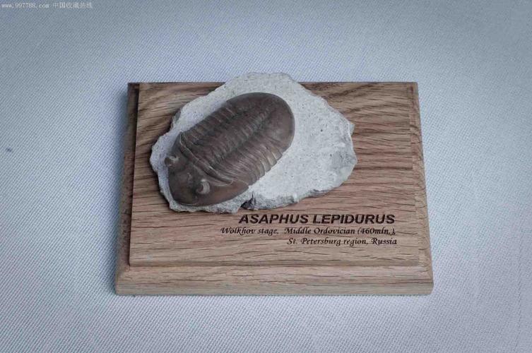 三叶虫俄罗斯asapphuslepidurus