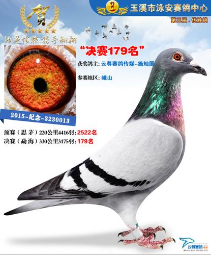云尊赛鸽