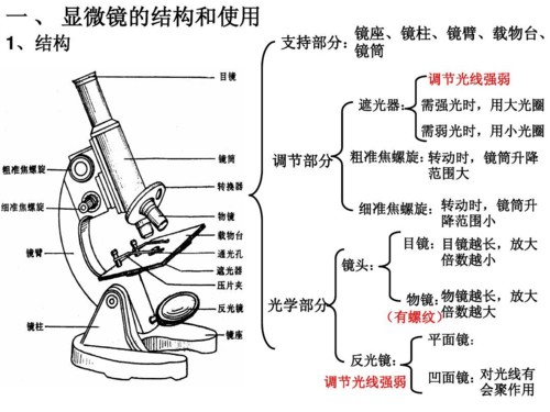 显微镜刻度目镜测量物体实际大小如何换算
