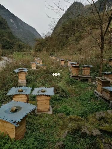 农家土蜂蜜_蜂蜜_大山里的土蜂蜜_美食_美食展示_食材