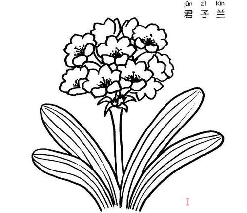 君子兰怎么画 君子兰盆栽的画法简笔画图片