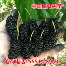 中国黑桑苗桑树苗桑葚树苗嫁接长果桑地栽南北方种植盆栽当年结果