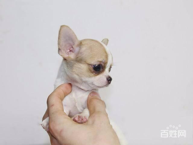 北京哪个区出售吉娃娃幼犬通州有白色吉娃娃出售吗