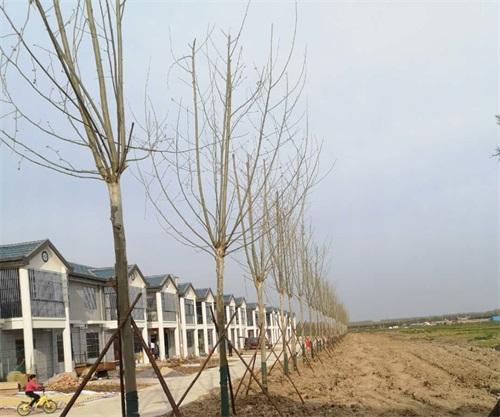 肥东县元疃镇:新农村建设绘就村民幸福生活