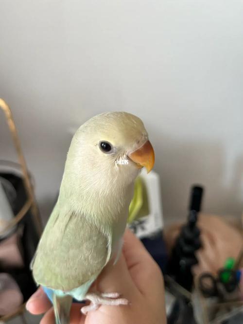 请大家帮我看看这个是澳桂还是美桂01_鹦鹉_牡丹_手