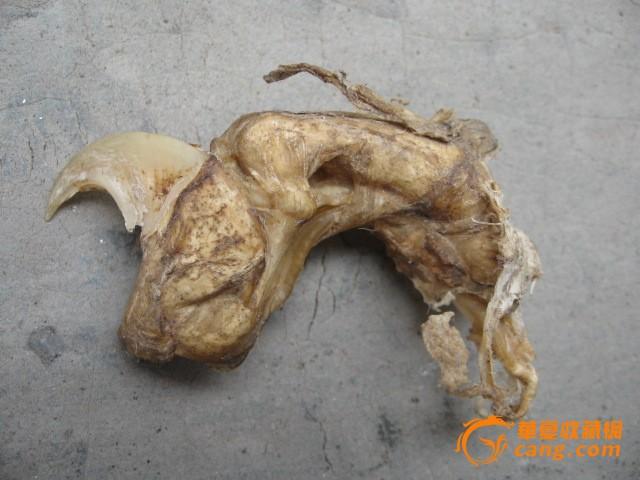 老虎骨骼真假 aj怎么看真假