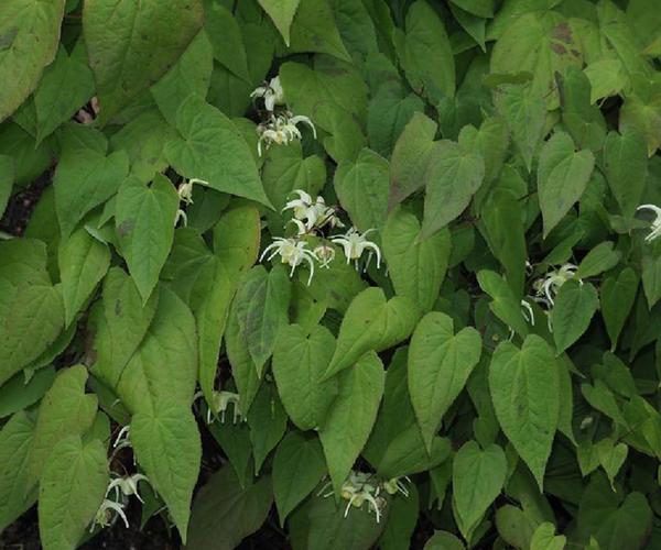 植株高15-40公分,叶为二回三出复叶,有小叶9片, 全草药用.