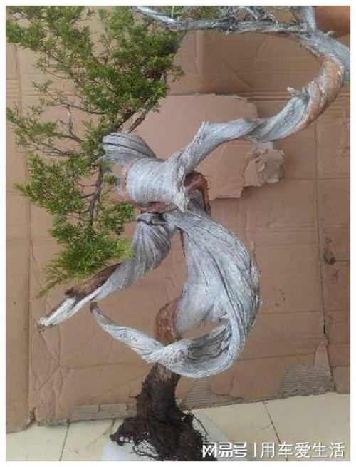 网易首页>网易号>正文申请入驻>近日,某盆景论坛上出现了一组崖柏下山