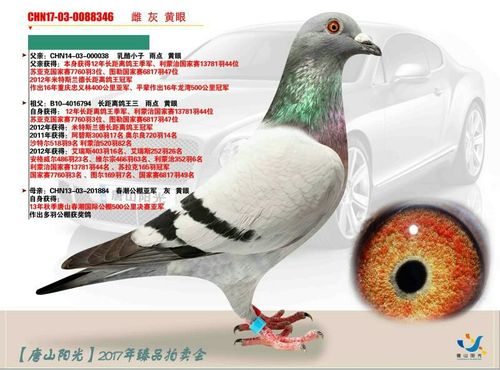 唐山阳光17年精品幼鸽微信群拍卖专场