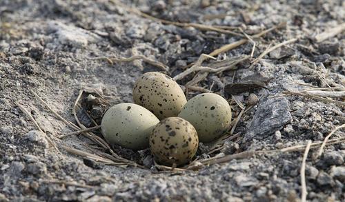 大妈捡了一窝鸟蛋, 一手承包孵化喂食, 鸟儿非常配合