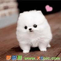 微信小宠可爱萌头像图片大全
