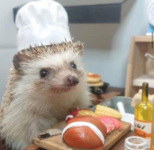 大家有什么非洲迷你刺猬的头像吗!