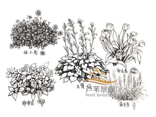 芦苇|《花卉花境设计手绘网络班(第一期)》火热招募,在线抢购!