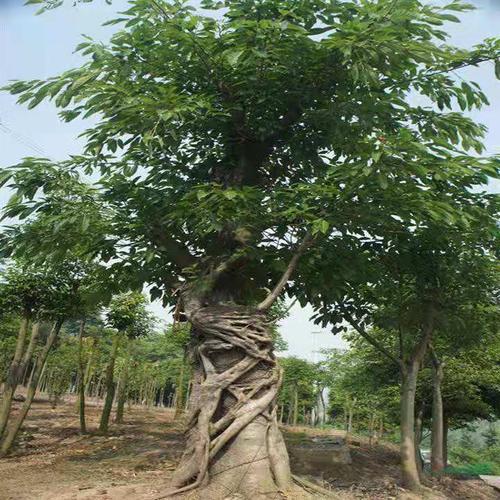 大叶榕黄果树大骨架单杆袋苗地苗规格