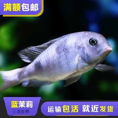 三湖慈鲷宠物鱼观赏鱼热带鱼海豚蓝茉莉穋尔氏朴丽鱼活体特价