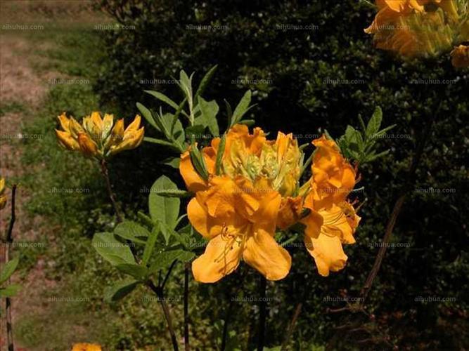 羊踯躅图片_羊踯躅的花朵图片大全 - 花卉网
