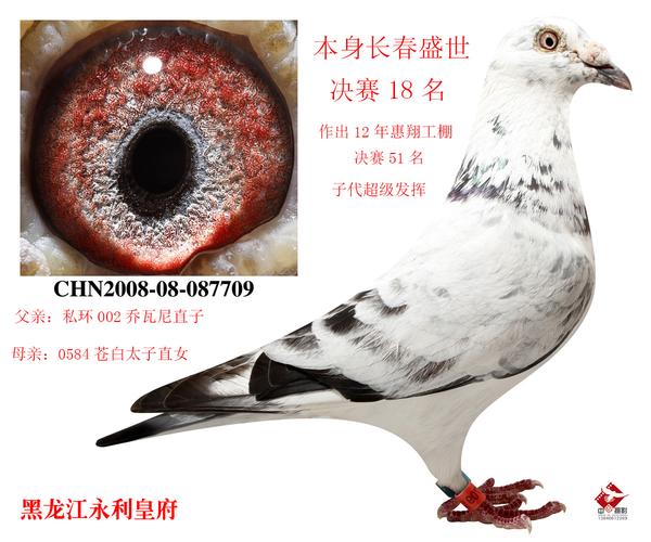 长春盛世决赛18名-皇府铭鸽佳园-中信网爱鸽商城