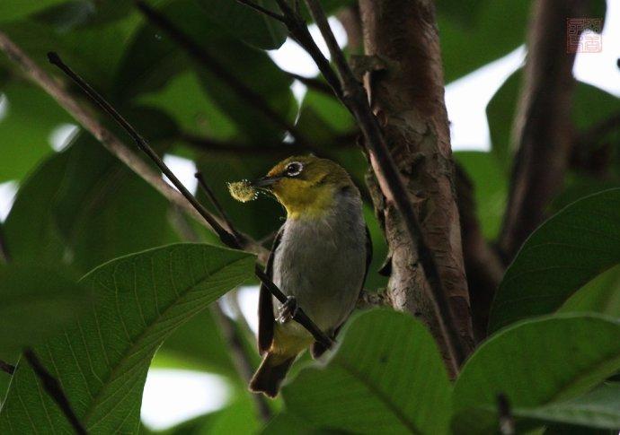 睡觉,近距离观察过了才发现不是这么一回事,比如绿绣眼平时都不住窝里