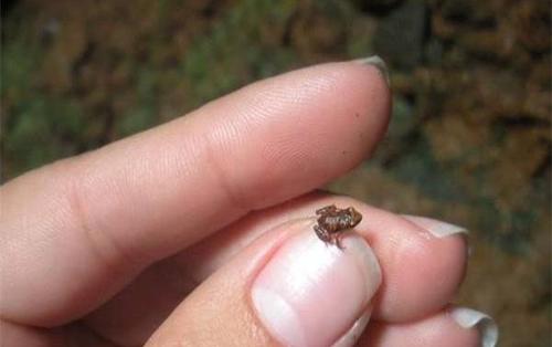 原创世界上最小的11种动物和蚕豆一般大小的猴子你见过吗