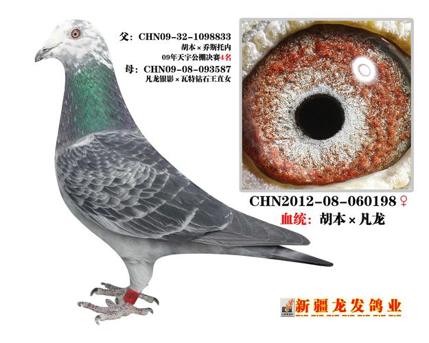 凡龙银色影子二号外孙女