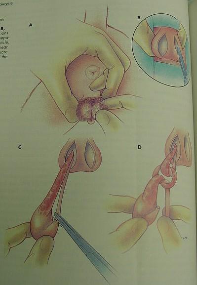 [转载]公猫绝育经典手术图片