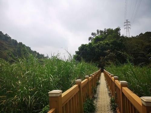 今天太累了,原本想从深圳平湖生态园步行到甘坑小镇的