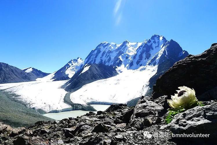 雪山脚下的天山雪莲