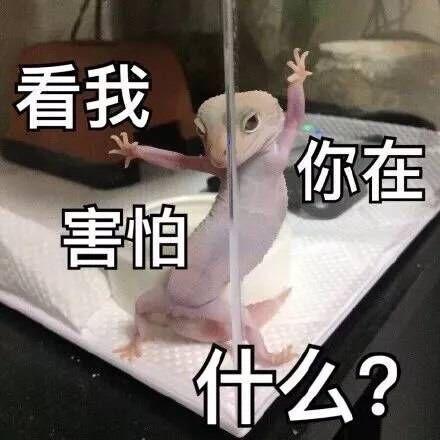 壁虎很风骚:看我,你在害怕什么?_金馆长妈蛋表情网md.itlun.cn