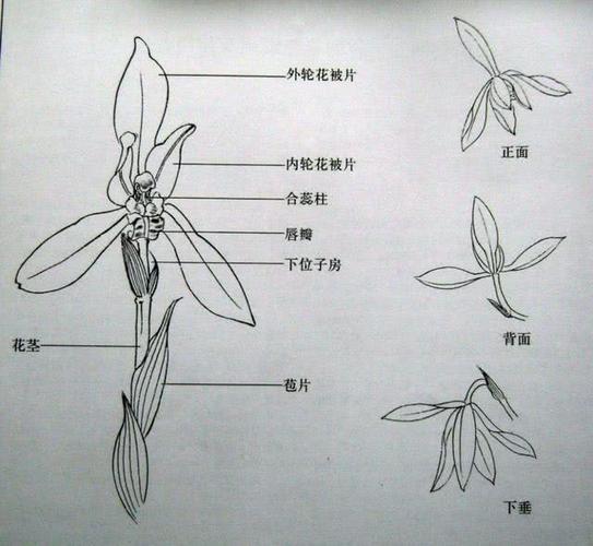 兰花结构图(图片来源于http://psns.91ddcc.com/t/9018)