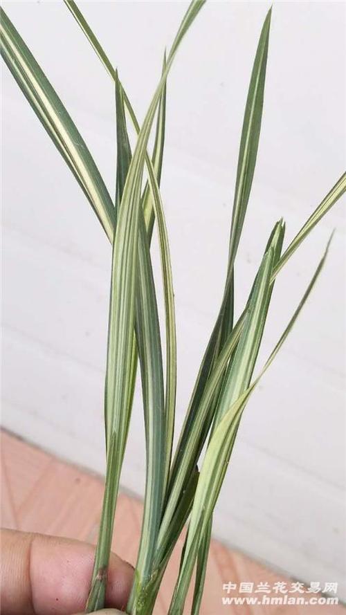 春剑名品(孔雀) - 中国兰花交易网