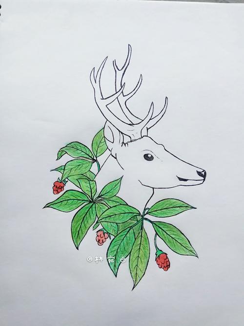 手绘第3天——临摹【白唇鹿】