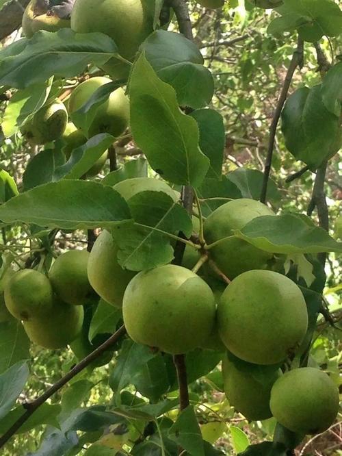 野生山梨子图片