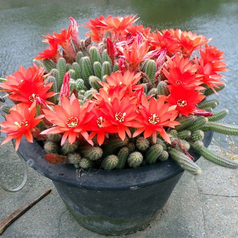 仙人掌盆栽防辐射仙人指开花多肉植物白檀办公室桌面花卉商品图片价格