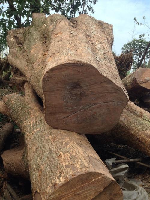 四川金丝楠木小叶桢楠大树头