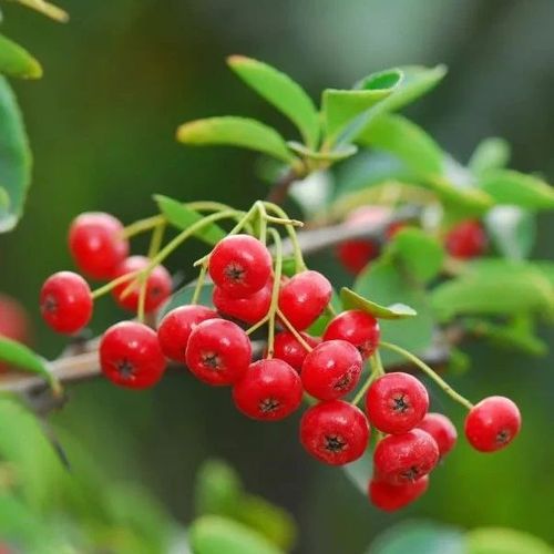 在山里遇到的红果子,黄果子,到底是啥?