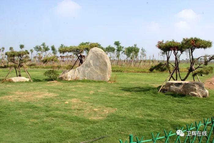 今日上午,走进卫辉市杜诗生态湿地公园