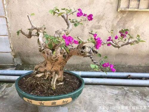 做掌上三角梅盆景,要漂亮,需要这么做