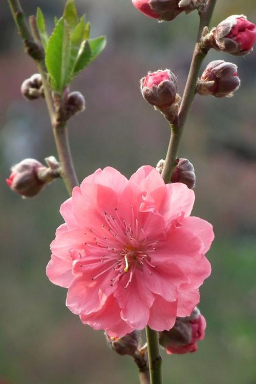 如何区分梅花丶桃花和樱花,看完你就学会|花瓣|海棠