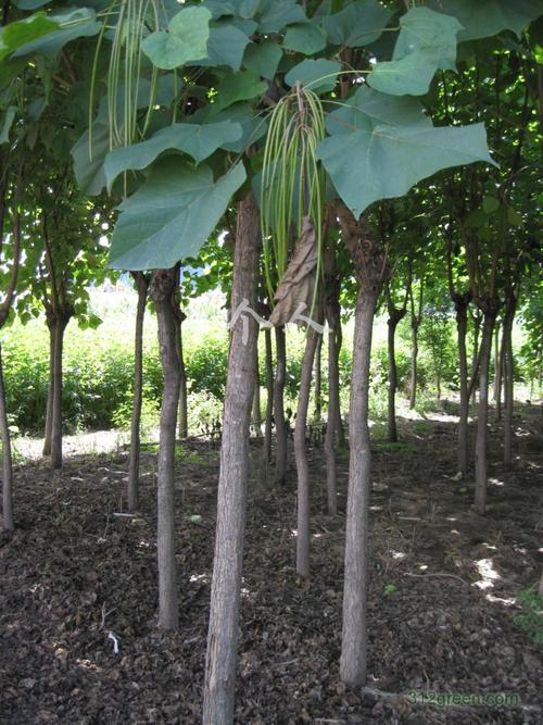 供应梧桐树,胸径7至1