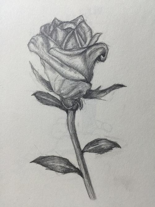 黑玫瑰图案简笔画