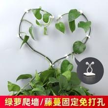 爬藤植物固定扣藤蔓绿植无痕攀爬墙绿萝爬墙神器墙上固定器理线夹