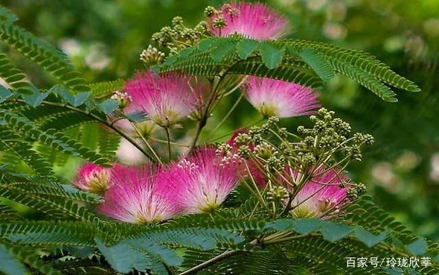 合欢树不仅代表人们对爱情的忠贞不渝 还承载了夫妻间的相处之道