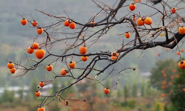 「生活诗歌」深秋的柿子树