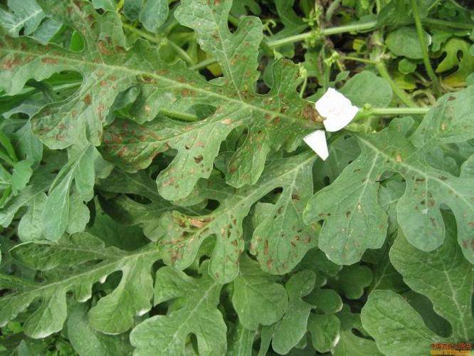 6张西瓜病害图片