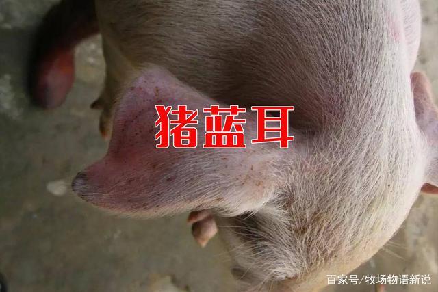 猪瘟和猪蓝耳综合感染用药说明